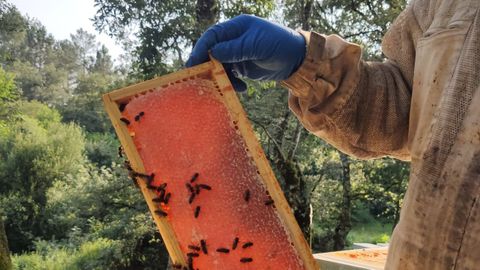 En la actualidad trabajan con 600 colmenas en varios ayuntamientos lucenses