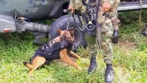 Wilson, el perro de rescate que ayud durante la bsqueda de los nios en la selva colombiana