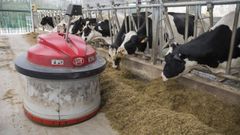Robot para acercarle la comida a los animales en la Granxa Moreira de Brando�as (Zas)