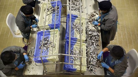 Trabajadoras de una conservera gallega preparando sardina (foto de archivo)