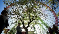 El Concello pedir� informes a Medio Ambiente y Urbanismo para el mantenimiento del parque. 