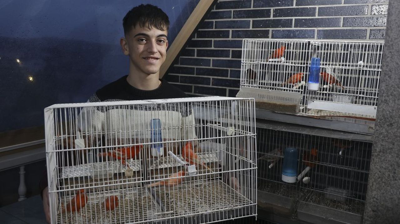 Marcos Agra, el joven de Melide que cría canarios por afición desde los 12 años
