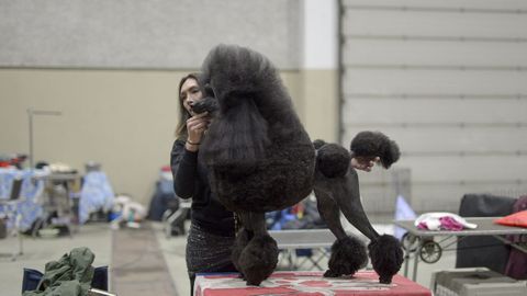 Exposición canina en el Pazo de Feiras de Lugo