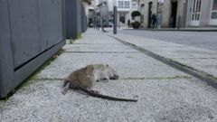 Imagen de archivo de una rata en la calle.