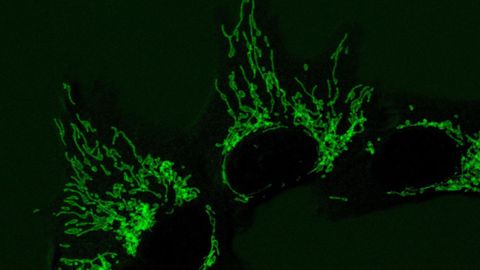 Una herramienta gen�tica de la levadura permite a las c�lulas humanas fabricar los ?ladrillos? del ADN incluso cuando sus mitocondrias fallan. Trabajo de investigadores del CNIC