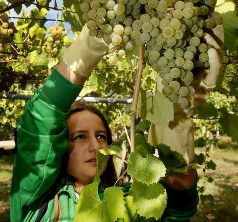 R�as Baixas espera vendimiar este a�o entre 25 y 30 millones de kilos de uva. 