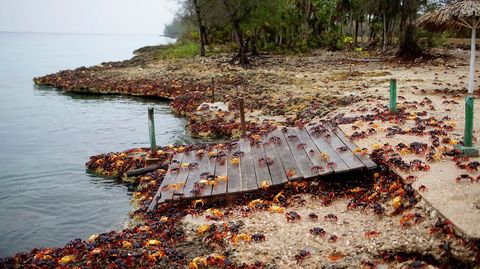 Cangrejos rojos llegan desde los bosques al mar para desovar en playa Gir�n (Cuba)