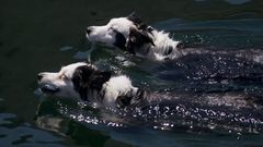 DESESCALADA FASE 1. Perros nadando junto al castillo de San Anton.