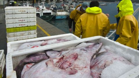 El rape es una especie de la que queda escasa la flota gallega que faena en Gran Sol