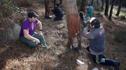 La comunidad de montes de Baroa (Porto do Son) lleva aos practicando la extraccin de resina en pinares suyos
