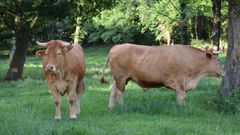 Vaca Gallega- Buey Gallego ampara a animales adultos cuidadosamente�alimentados y engordados