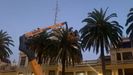 Tratamiento contra el picudo en Méndez Núñez