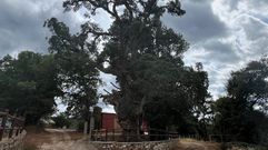 Las fotos del antes y ahora de la sobreira de Santiorxo