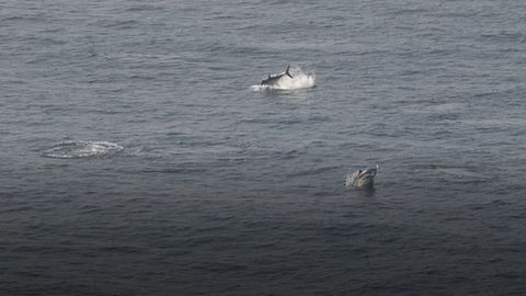 Atunes frente a la punta de Estaca de Bares, el pasado 21 de julio