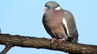 Hace pocas d�cadas, las palomas torcaces de nuestros campos y bosques comenzaron a acercarse a ciudades y pueblos. 