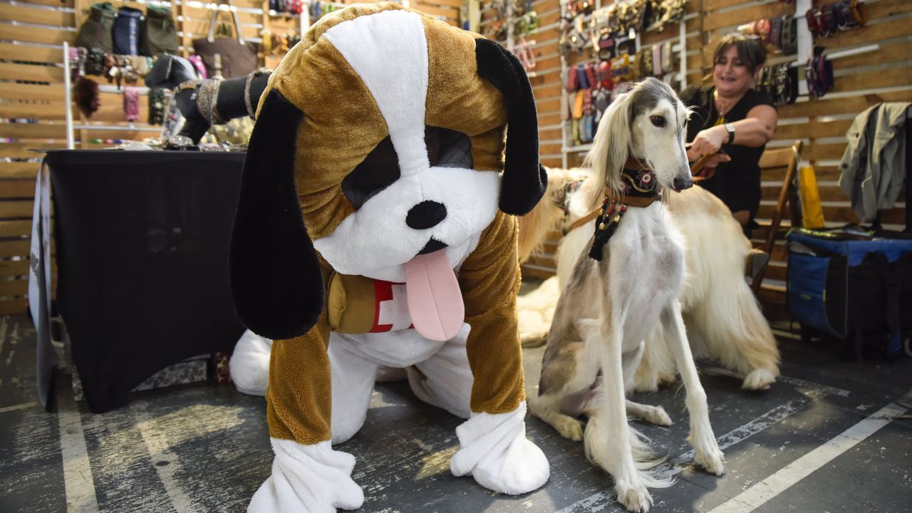 El Salón de Animais de Compañía de Pontevedra se abre al turismo «pet friendly»