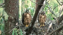 Azores salvados por Chisco Lema y una empresa de tala en Corcubi�n