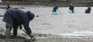 Imagen de archivo de mariscadores de a pie trabajando en los arenales de la ra coruesa de O Burgo