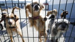El refugio canino de Os Palleiros, en Campa�� ( Pontevedra). 
