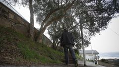 Imagen de archivo de un alcornoque en Novo Mesoiro