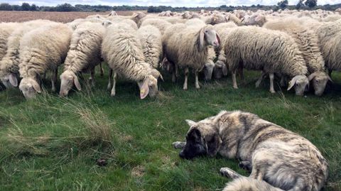 Un perro pastor vigila un reba�o de ovejas.Un perro pastor vigila un reba�o de ovejas