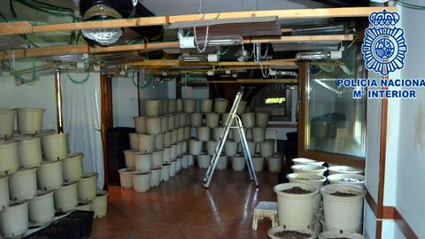 Plantaci�n �indoor� de marihuana localizada en una vivienda unifamiliar de Mareo