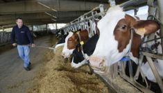 El sector agroganadero es el principal motor econ�mico del concello de Frades. 