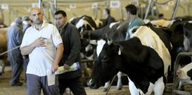 El precio de las vacas de desvieje volvi� a caer ayer por debajo de los 800 euros. 