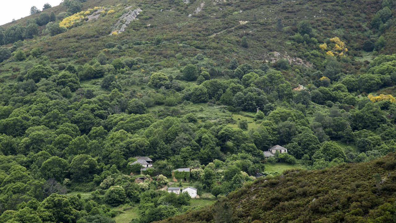 Ribas de Sil, el primer concello de Galicia que se encarga de gestionar un monte comunal