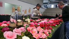 Las camelias adornan Vilanova