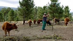 Las cachenas forman parte del paisaje de Camporredondo