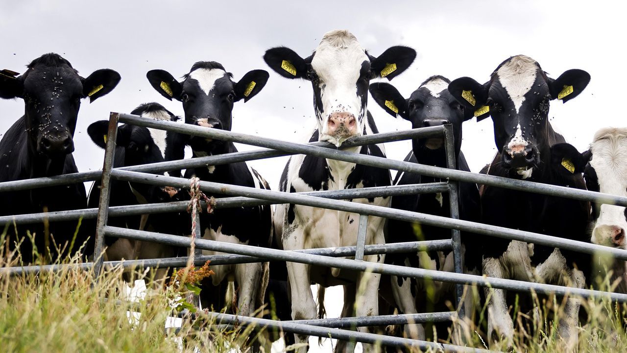 Medio Rural abonara a finales de semana un pago complementario de 2,4 millones de euros de la PAC 2024