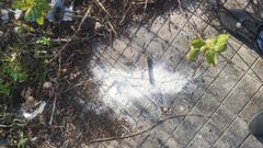 Restos de veneno localizados en el entorno de la urbanizaci�n de Tafisa, en Pontevedra
