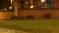 Los jabal�es conquistan Gij�n