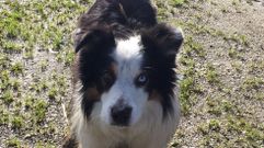 BOWIE, EL PERRO CON MIRADA BICOLOR DE CURTIS