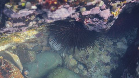Captura del oricio en Asturias