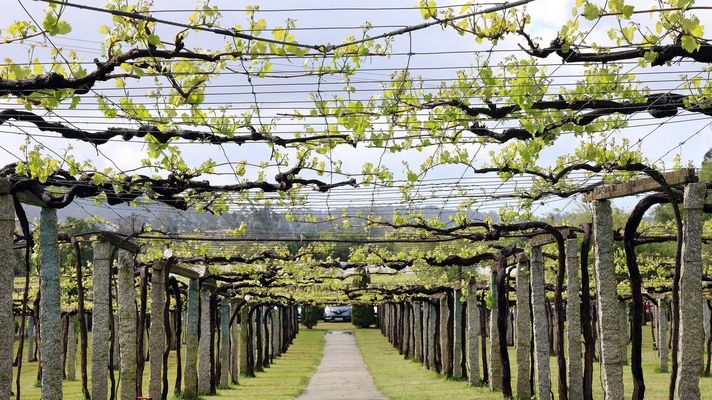 Las ayudas a la reestructuraci�n de vi�edo buscan ayudar a adaptar este cultivo al cambio clim�tico