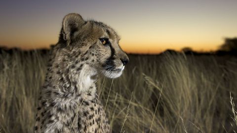 Imagen de un guepardo.