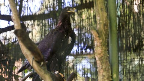 El centro cuenta con varias especies de guila de distintos continentes.