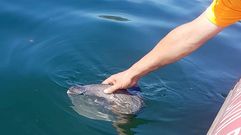 Un pez luna varado en Barra�a