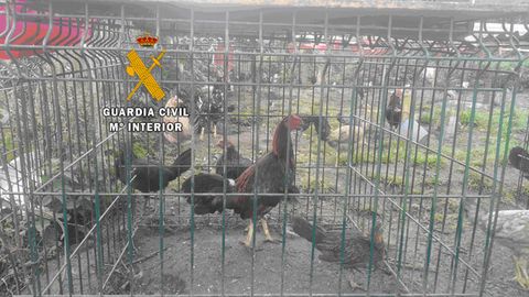 Gallos para peleas