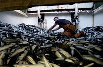 Las embarcaciones capturaron en el Cant�brico Noroeste casi 20.000 toneladas de m�s.