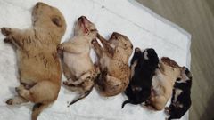 Los seis cachorros que fueron encontrados ya sin vida