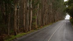 En la imagen, una plantaci�n de eucaliptos situada en el municipio de Zas (hay muchos m�s casos similares en la comarca) en la que se aprecia una gran proximidad de los �rboles con la carretera