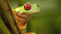 Una saliva reversible, el arma secreta de las ranas