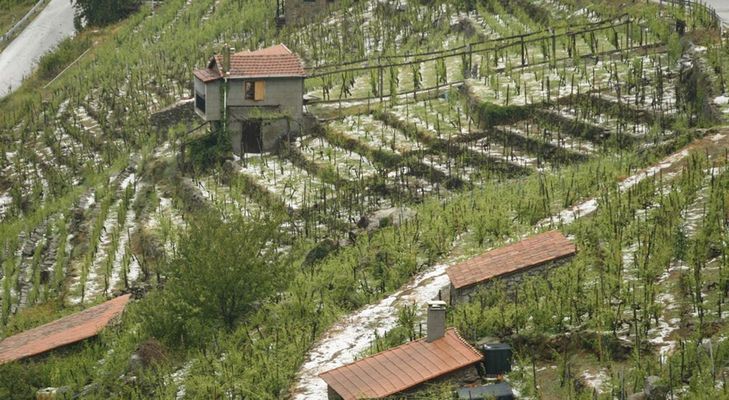 El seguro agrario cubre inclemencias meteorol�gicas como las granizadas