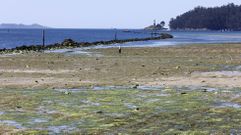 La algas ya recubren buena parte de la playa de Lourido, en Poio