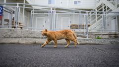 Un gato en una imagen de archivo.