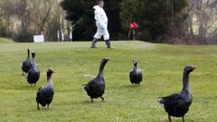 La ubicaci�n del Aeroclub junto�al aeropuerto incrementa la presencia de aves en la zona. Hace diez a�os, operarios de Peinador ayudaron a capturar patos y gansos�tras un vertido en el r�o Lagares