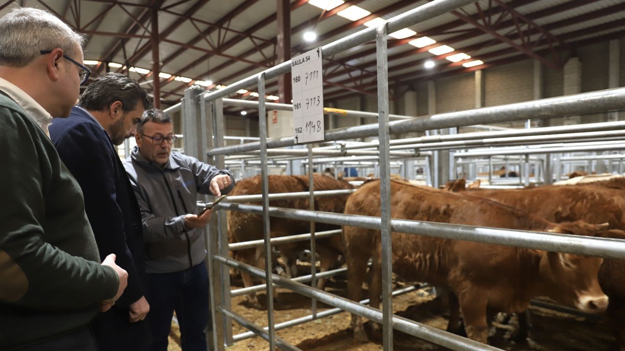 Calvo destaca la ampliación de plazas del mercado de ganado